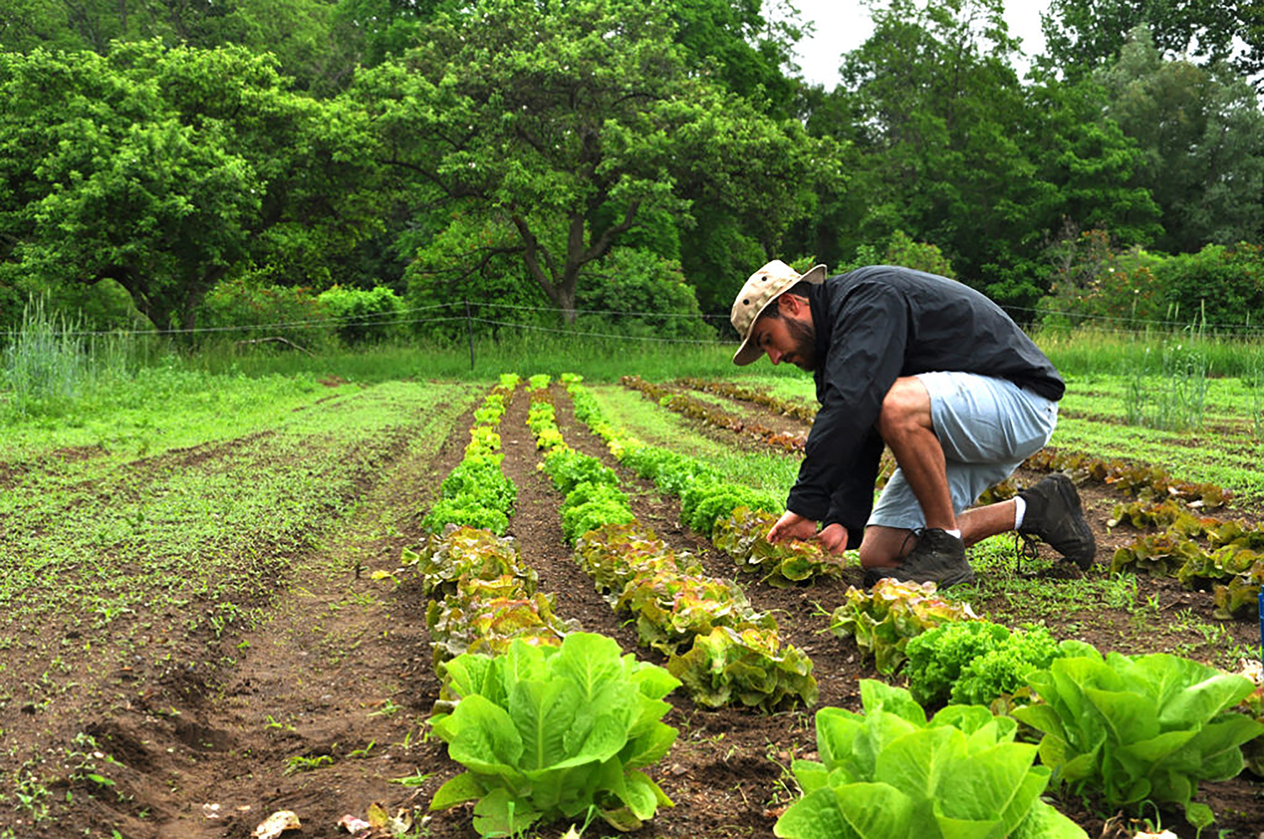 Organic agriculture. Земледелие. Органическое земледелие. Экологическое земледелие. Органическое земледелие в сельском хозяйстве.