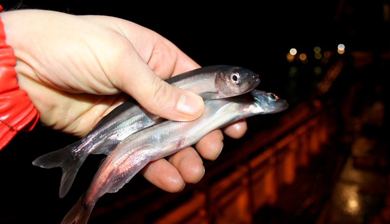 Loðnan skilar tugmilljarða verðmætum