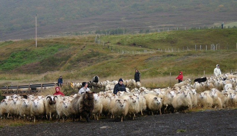 SKVH gefur út afurðaverð fyrir sumarslátrun