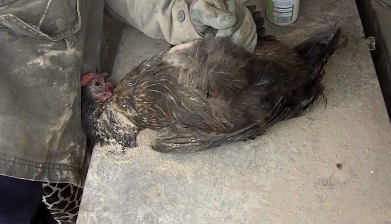 Mítlar ekki fundist í innihænum á Íslandi í marga áratugi