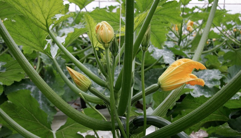 Sveitarfélög setja sér sameiginlega loftslagsstefnu