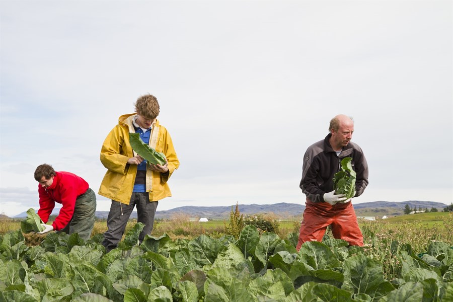 Stoð atvinnulífs og lykill að framtíðarfæðuöryggi