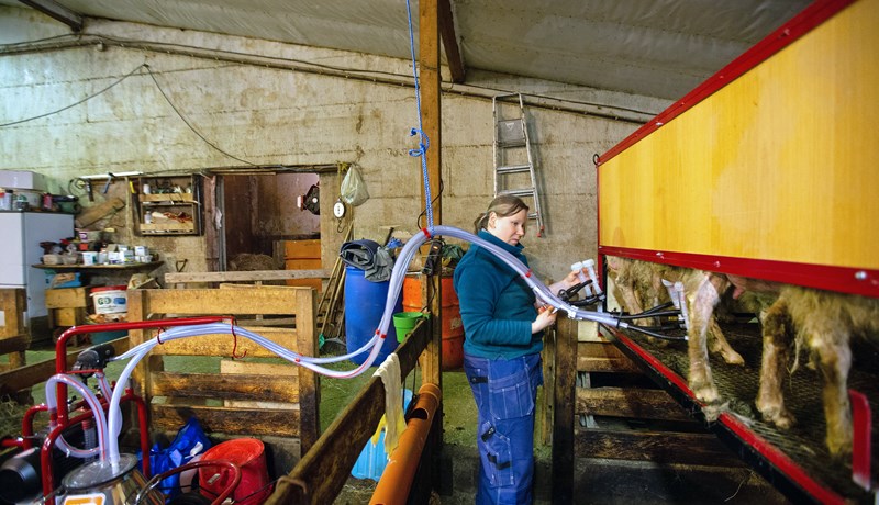 Framleiðsla á vörum úr sauðamjólk ágætis viðbót við hefðbundinn fjárbúskap