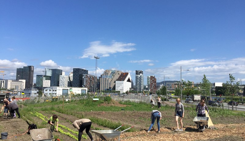 Borgarbóndinn blómstrar í Osló