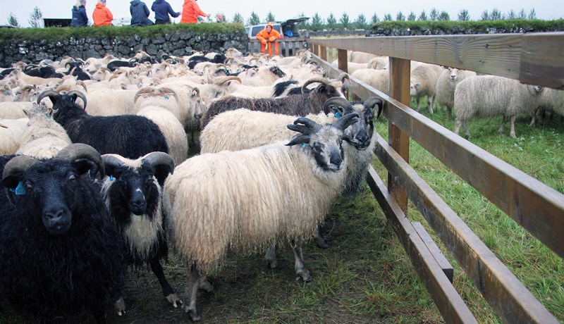 Einstakur sexhyrndur lambhrútur