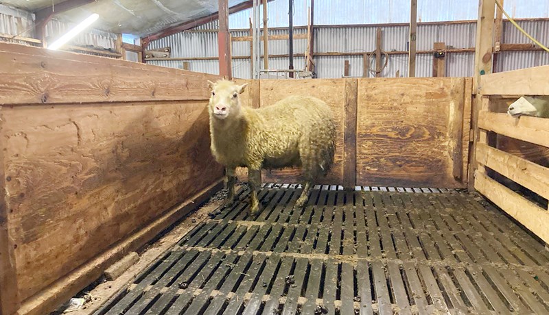 Fjársjóður fundinn í Dölunum