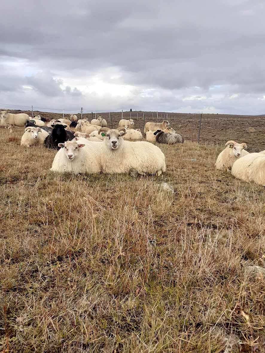 Sauðfjárrækt á Skotlandi glímir við vandamál sem hljómar kunnuglega í eyrum íslenskra sauðfjáráhugamanna – afföll fjár á heiðum.