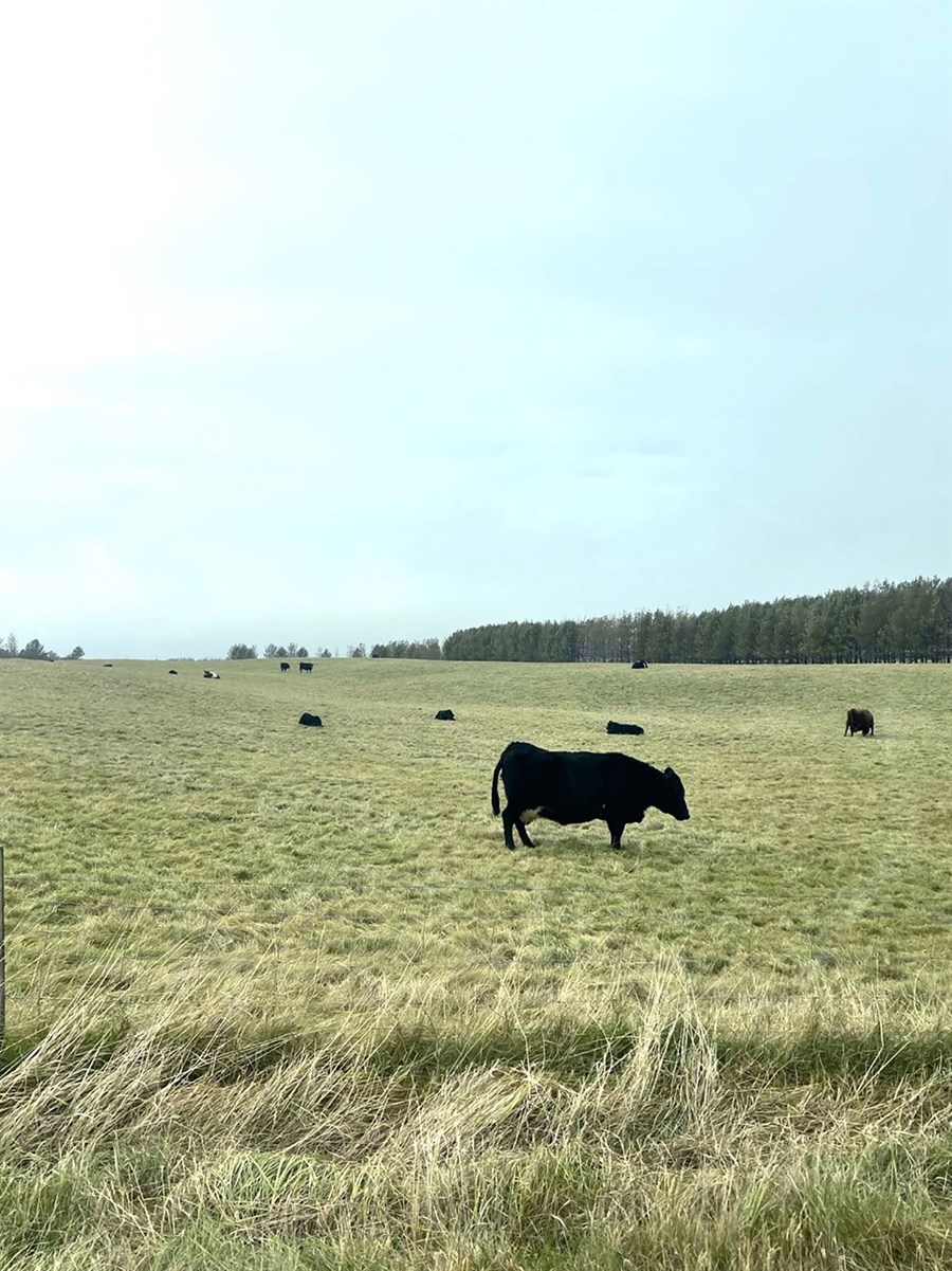 Í loftslagsvegvísi landbúnaðarins verður nánar fjallað um einstakar aðgerðir í loftslagsmálum og tengingu þeirra við aðgerðaáætlun stjórnvalda.