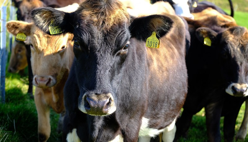 Búfjárrækt ekki eins stórskaðleg fyrir hlýnun jarðar og fullyrt hefur verið