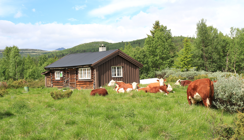Íslenska kýrin standi stallsystrum langt að baki