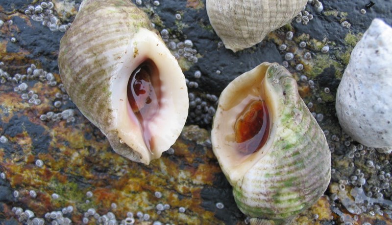 Nákuðungar sniglast um austfirskar fjörur