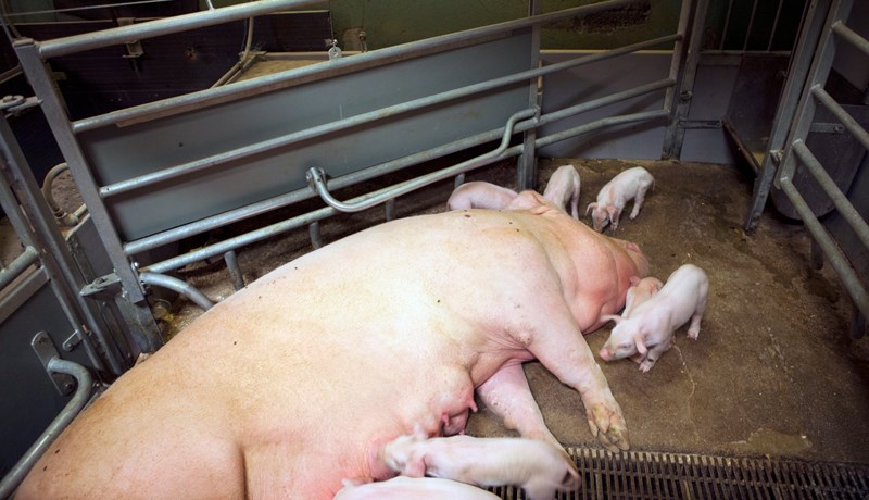 Frávikum var fylgt eftir á gyltubúunum