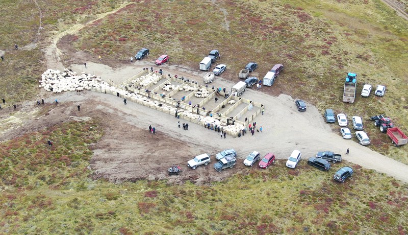 Fer betur með féð