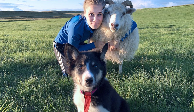 Sauðfé slær í gegn á samfélagsmiðlum