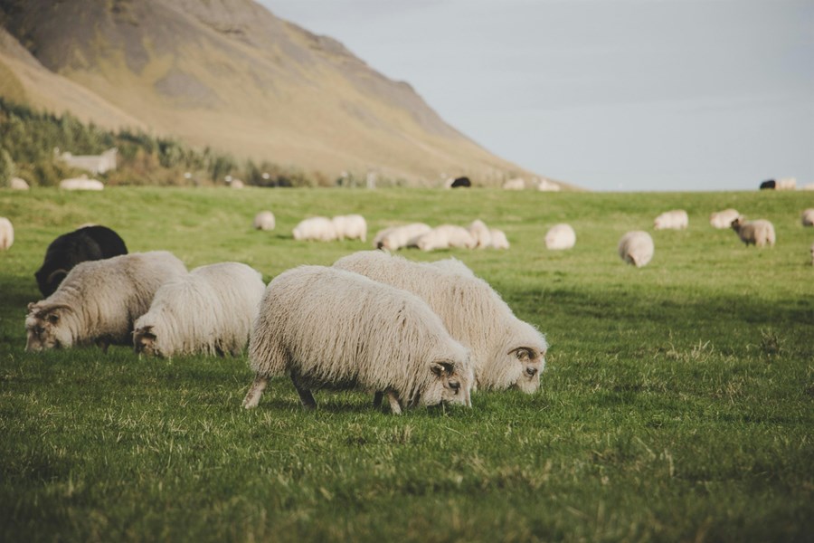 Vernd landbúnaðarlands samkvæmt jarðalögum, ásamt skipulagningu þess, gegnir lykilhlutverki í því að tryggja fæðu- og matvælaöryggi og þjóðaröryggi á Íslandi.