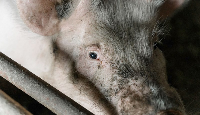 Gasklefar í svínasláturhúsum