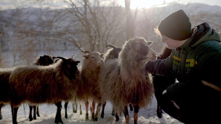 Heimildarmyndin Woolly fjallar um kjör bænda í Noregi en þar fer eitt býli forgörðum á degi hverjum um þessar mundir.