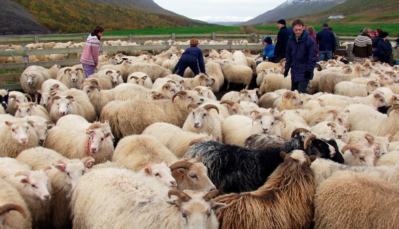 Fjár- og stóðréttir 2020