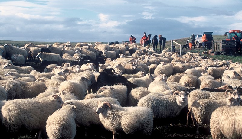 Óskir um kaup voru 201 á innlausnarmarkaði í greiðslumarki sauðfjár