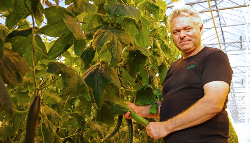 „Tínum gúrkur alla daga vikunnar – líka á jóladag“