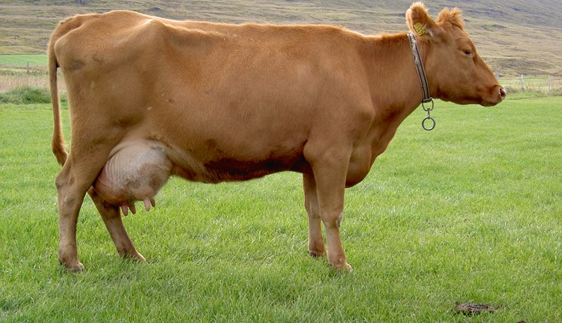 Býlum með greiðslumark hefur fækkað um rúm 40% frá árinu 2000