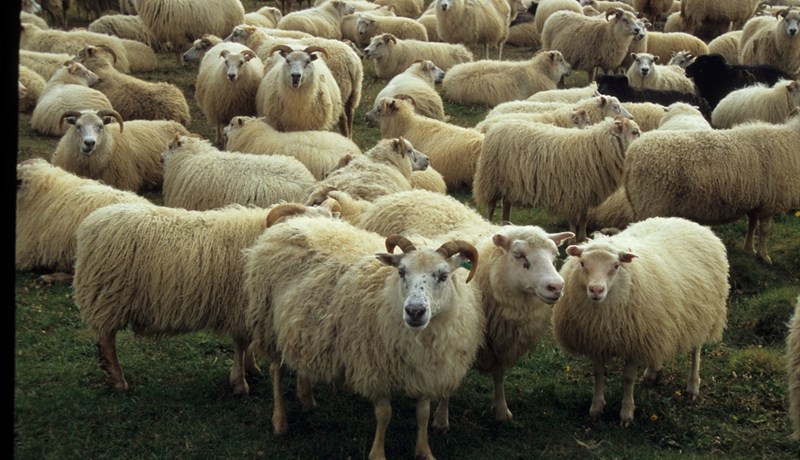 Sala á lambakjöti aukist um sex prósent