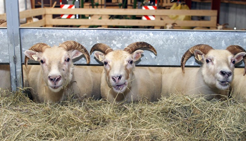 Bann við notkun erfðabreytts fóðurs í sauðfjárrækt