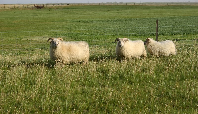 Leggur til niðurskurð á öllum bæjum sem verið hafa með fé í Húna- og Skagahólfi
