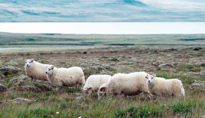SS greiðir bændum 2,5% ofan á innlegg ársins 2016