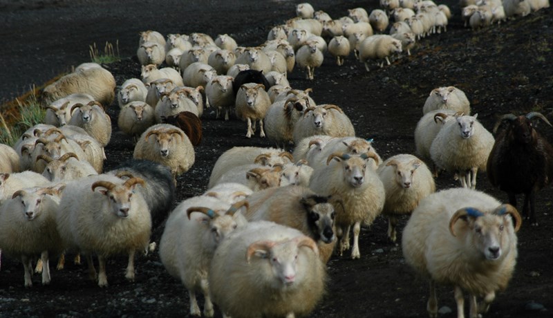 Innlausnarmarkaður fyrir greiðslumark sauðfjár í byrjun nóvember