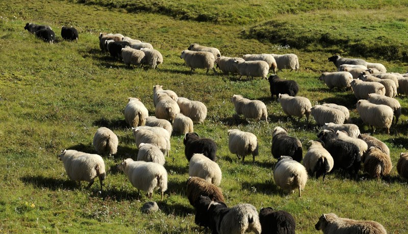 Sauðfé í landinu hefur fækkað um nær helming á 35 árum