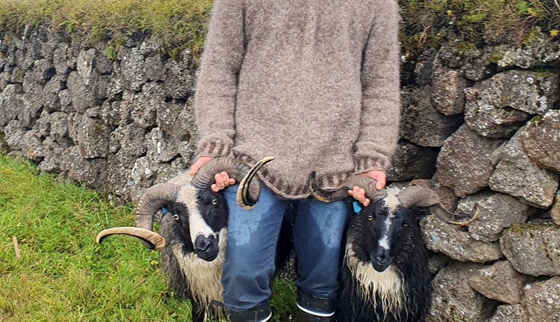 Vaninhyrndur forystusauður