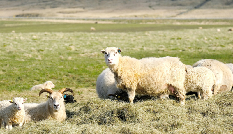 Starfshópur um útrýmingu á riðuveiki