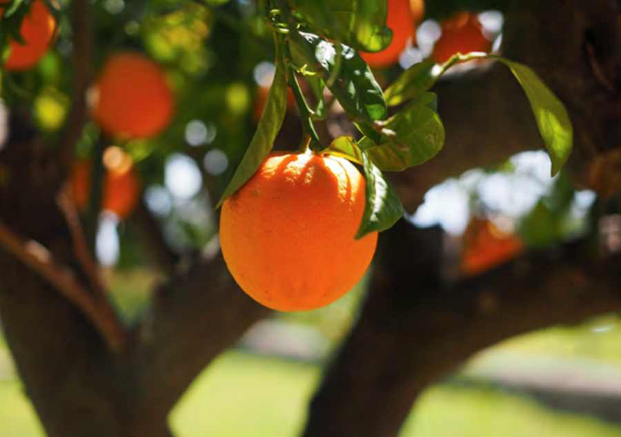 Appelsínuuppskera á heimsvísu rýrnar ár frá ári vegna sjúkdóma og loftslagsbreytinga.