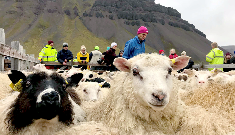Sýn féhirðis á sauðkindina: