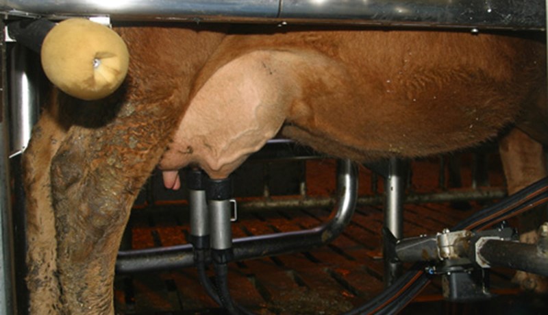 Úthlutun nýliðunarstyrkja í mjólkurframleiðslu