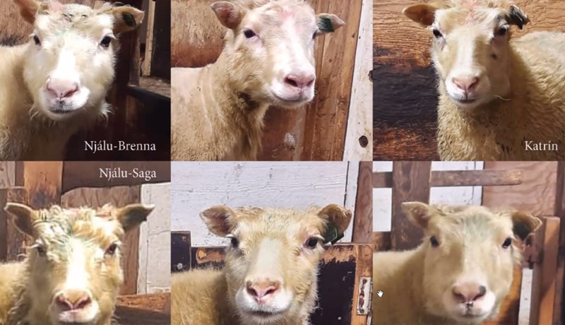 Viðurkennd verndandi arfgerð gegn riðu finnst í sex einstaklingum