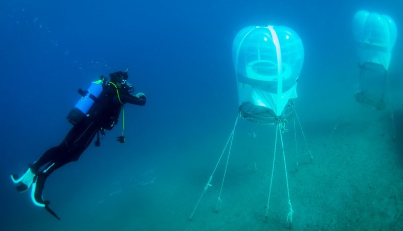Matjurtir ræktaðar í stórum blöðrum