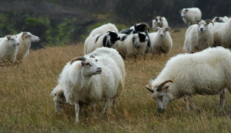 Matvælastofnun gert að afhenda upplýsingar um sauðfjárbændur og greiðslur til þeirra