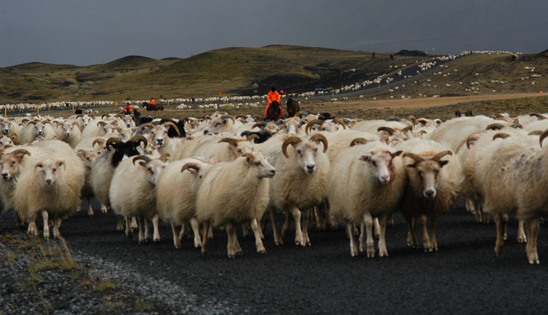 Fjár- og stóðréttir 2021