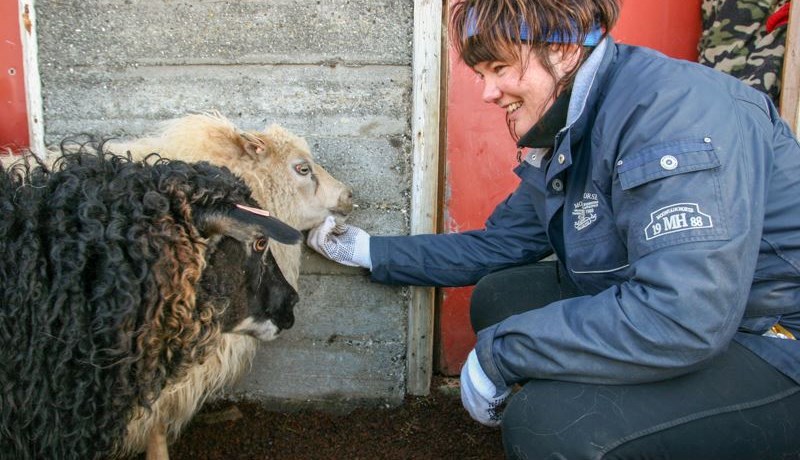 Óásættanlegt að verð til sauðfjárbænda standi í stað eða lækki