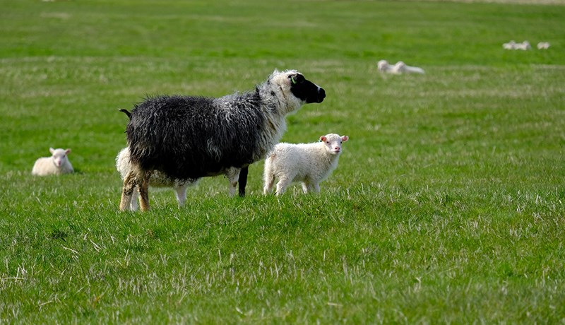 Skýr afstaða í könnun