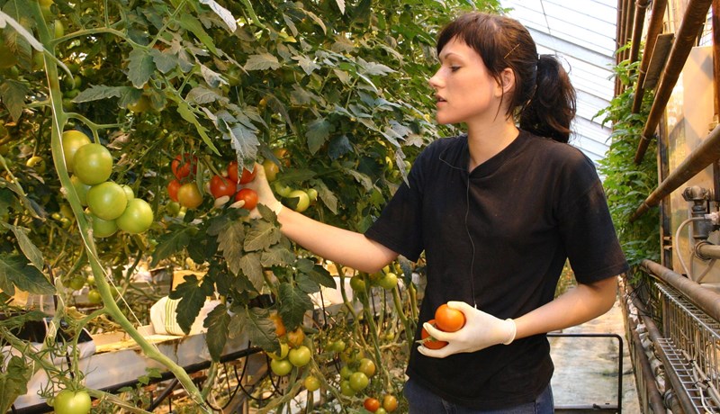 Erlendir sérhæfðir garðyrkjuráðunautar á Íslandi