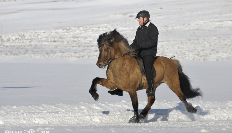 Glæsihross á ísmóti