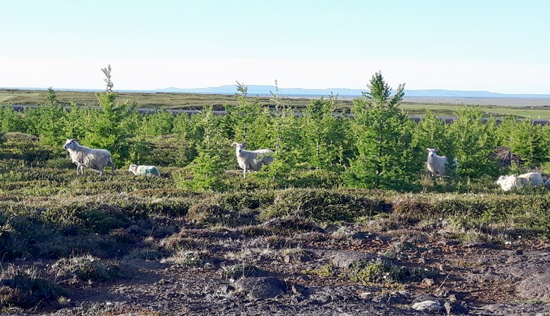 Tækifæri sauðfjárbænda geta legið í skógrækt