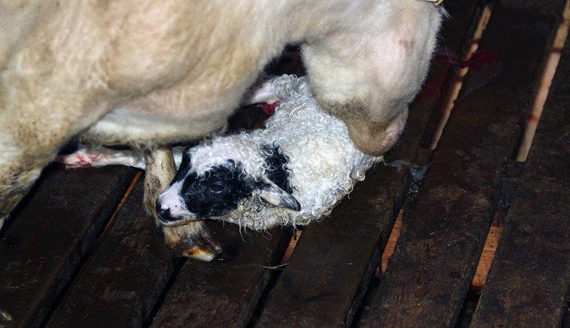 Riða er hvorki mæðiveiki né fjárkláði