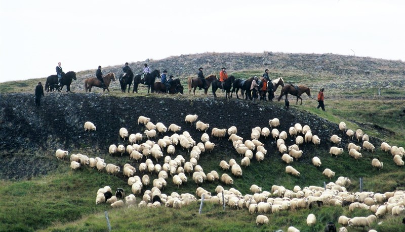 Sauðfjárdómar og DNA-sýnataka