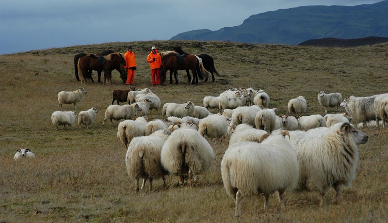 Kolefnisspor sauðfjárræktarinnar