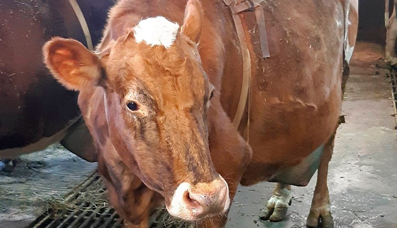 Skilaði tæpum 14,6 tonnum og hefur mjólkað nærri 68 tonnum yfir ævina