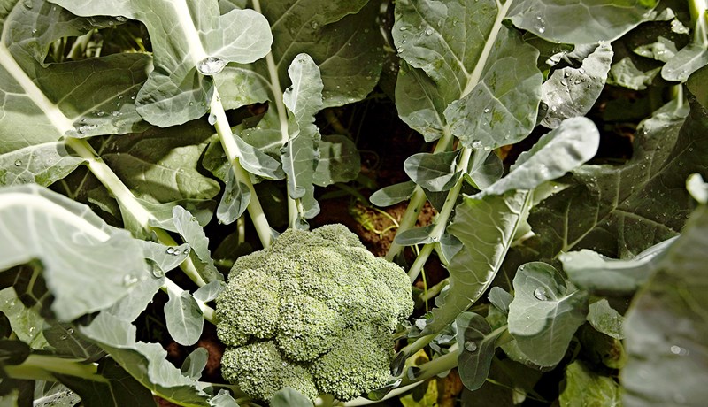 Ágæt uppskera þrátt fyrir kalt vor